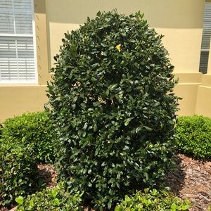 Meet your Posher, C. dianette